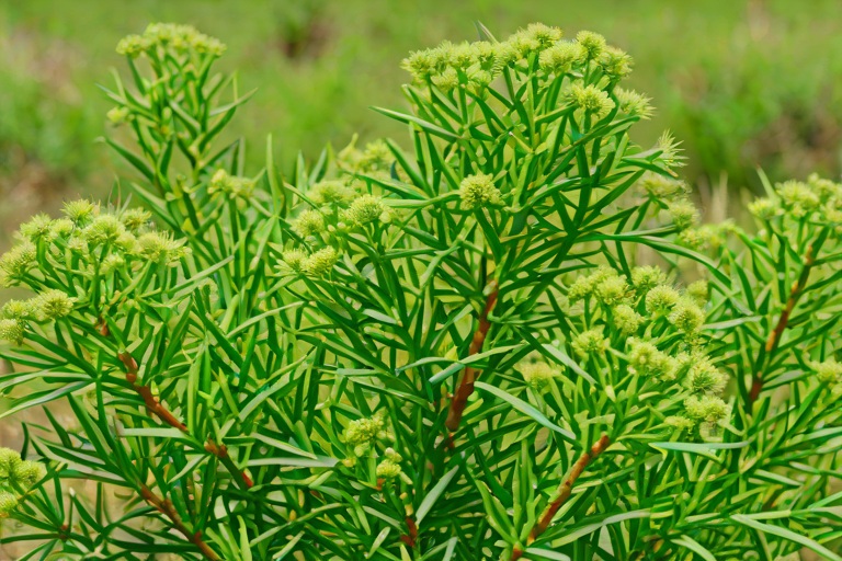 Pediculosis Capitis Eradication: Neurotoxic Effects on Parasitic Membranes in Clinical Melaleuca Alternifolia Distillations