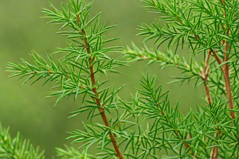 Clinical Safety Documentation: Pure Melaleuca Alternifolia Toxicology Audits in Clinical Melaleuca Alternifolia Distillations